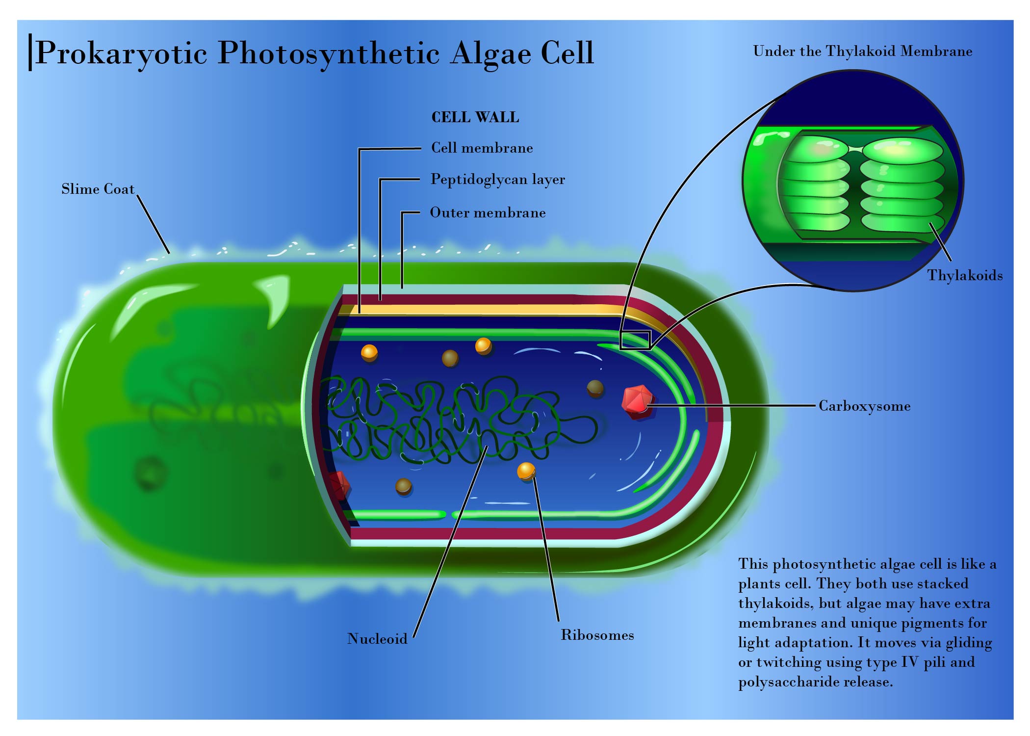 Algae Cell